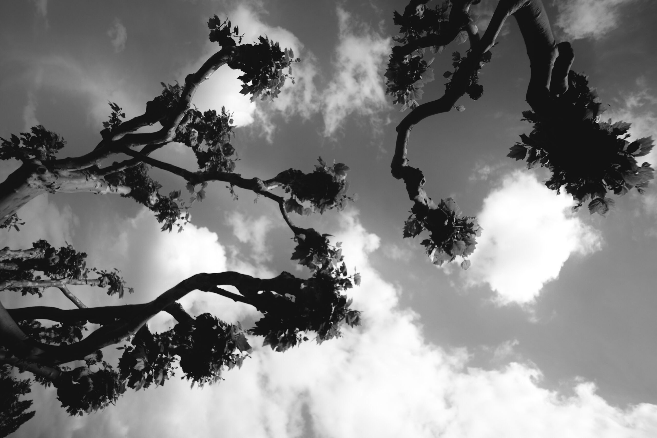 Baum (84cm x 119cm, gerahmt)